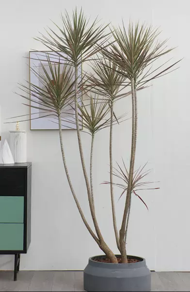 现代风格特点室内植物主要有哪些类型?(4)