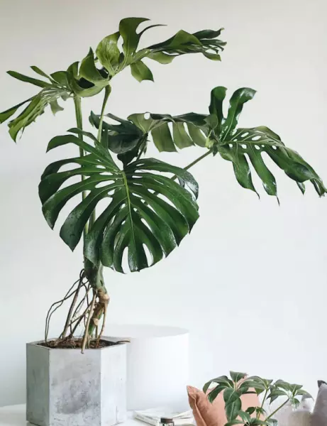现代风格特点室内植物主要有哪些类型?(5)