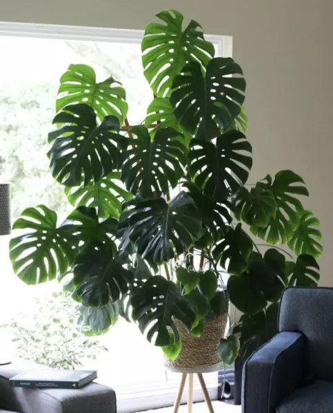 现代风格特点室内植物主要有哪些类型?(6)
