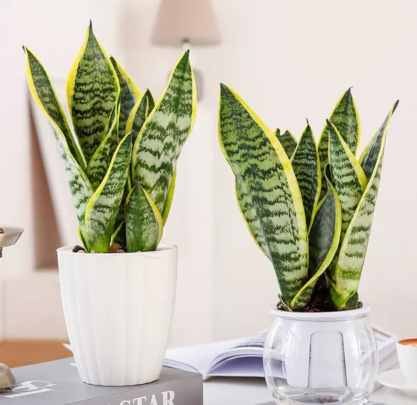现代风格特点室内植物主要有哪些类型?(7)