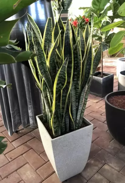 现代风格特点室内植物主要有哪些类型?(8)