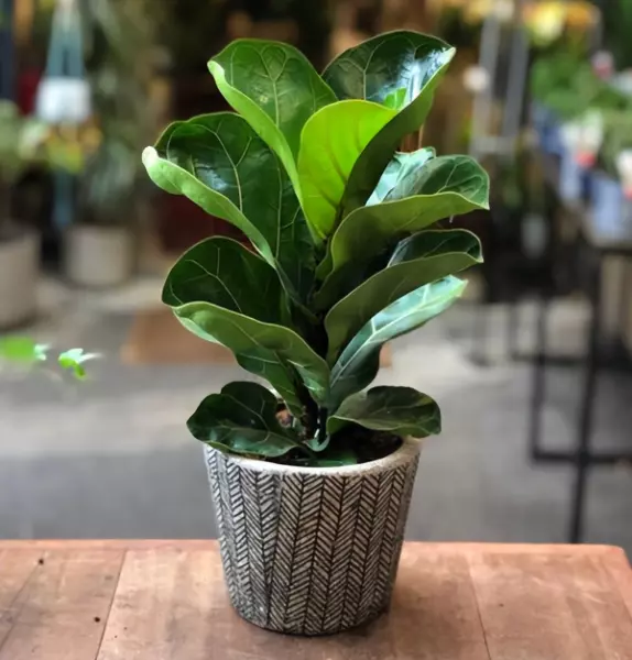现代风格特点室内植物主要有哪些类型?(9)