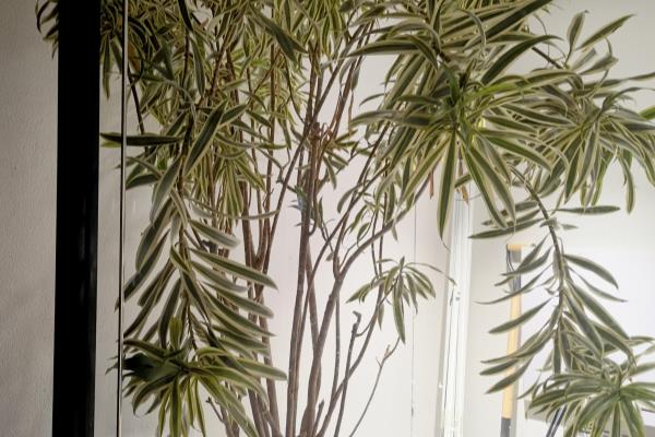 现代风格特点室内植物主要有哪些类型?.
