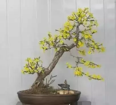 迎春盆景什么时候换盆最好(10)