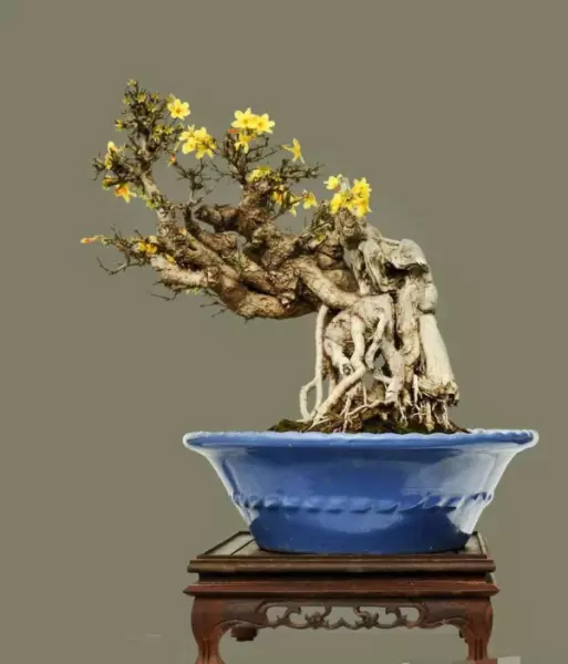 迎春盆景什么时候换盆最好(11)