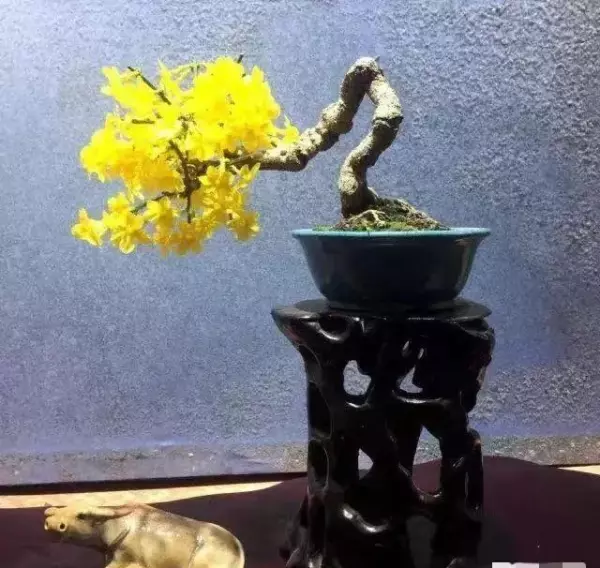 迎春盆景什么时候换盆最好(13)