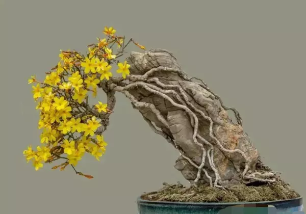 迎春盆景什么时候换盆最好(14)