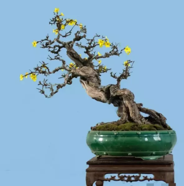 迎春盆景什么时候换盆最好(17)