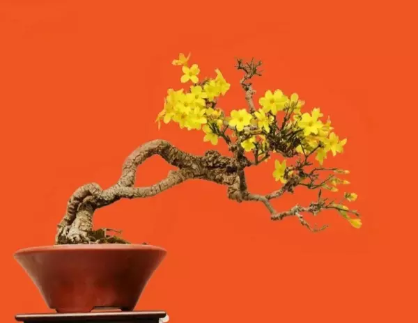 迎春盆景什么时候换盆最好(19)