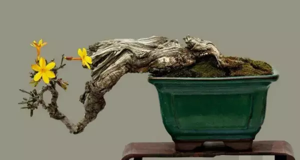 迎春盆景什么时候换盆最好(20)