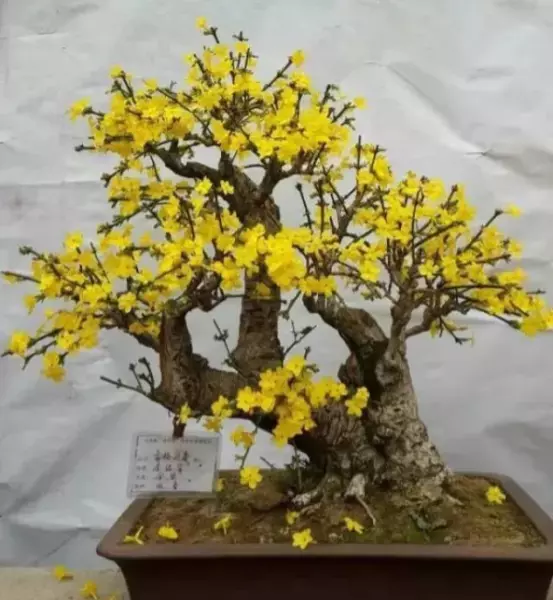 迎春盆景什么时候换盆最好(3)