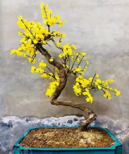 迎春盆景什么时候换盆最好(5)
