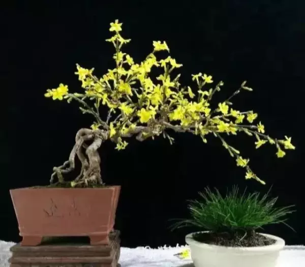 迎春盆景什么时候换盆最好(7)
