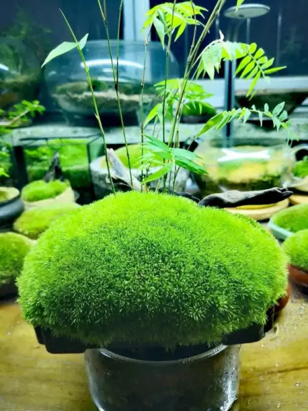 台花如米小也学牡丹开 反映了生物具有哪一基本性质(1)