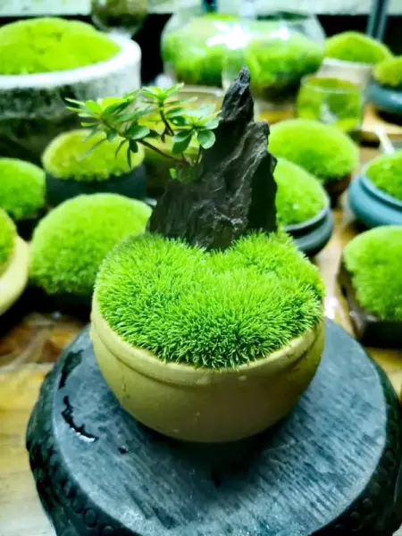 台花如米小也学牡丹开 反映了生物具有哪一基本性质(2)