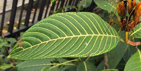金脉爵床是草本还是木本(2)