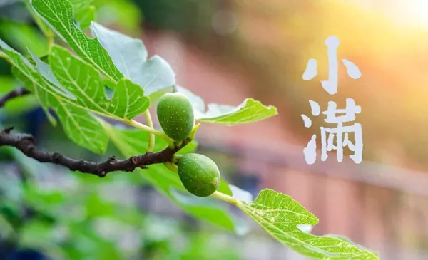 摆放聚宝盆要用什么日子好(1)