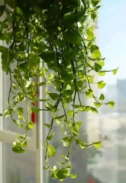 去甲醛植物有哪些植物排名(1)