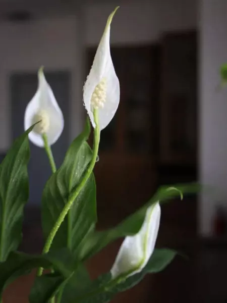 去甲醛植物有哪些植物排名(3)