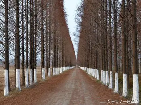 石灰膏陈伏的主要目的是什么(5)