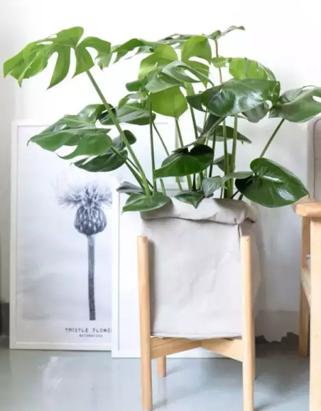 什么植物吸甲醛又可以放在卧室(12)