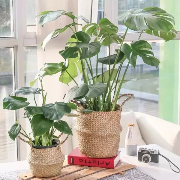 什么植物吸甲醛又可以放在卧室(14)
