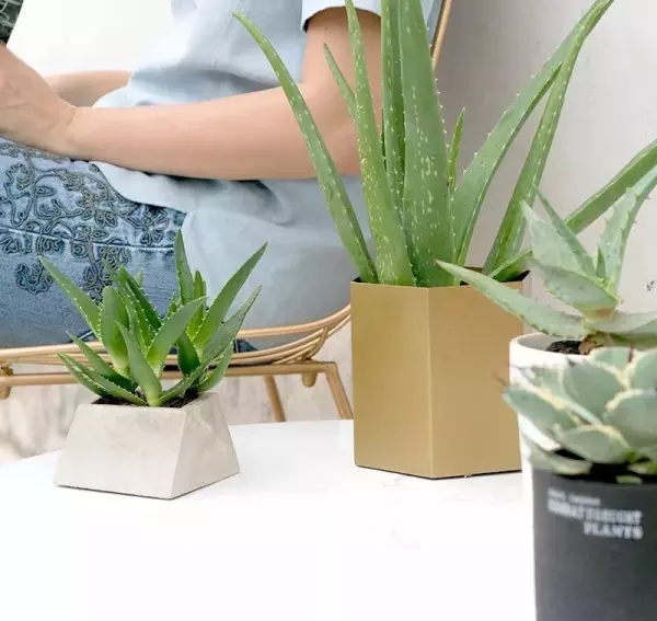 什么植物吸甲醛又可以放在卧室(1)