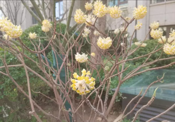 预应力混凝土结构构件所用的混凝土,需满足下列( )的要求。(1)