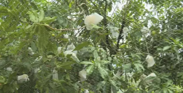 黄晶果多少钱一斤 在什么时间成熟(1)
