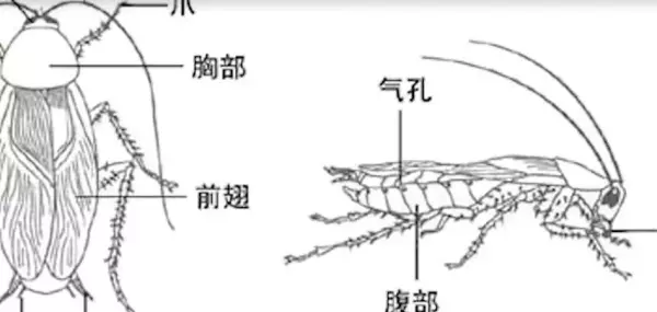 卧室发现蟑螂没有杀虫剂怎么办(3)