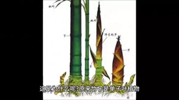 竹子为什么是一节一节的(1)
