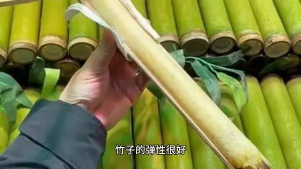 竹子为什么是一节一节的(2)