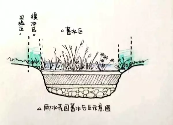 雨水花园树皮覆盖层的作用(3)