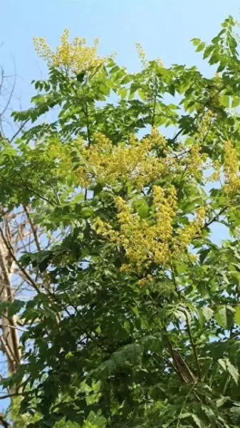 灯笼树和栾树的区别(1)